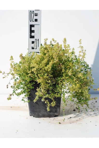 Тимьян обыкновенный Альба / Чабрец