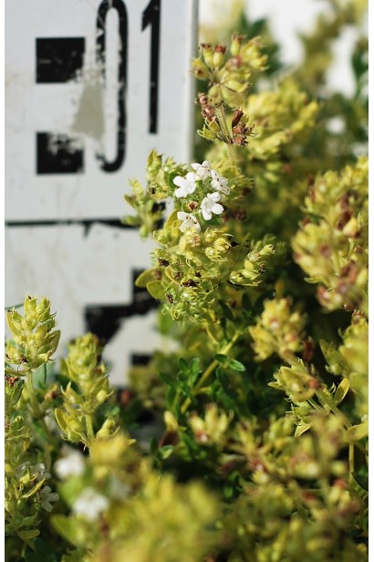 Тимьян обыкновенный Альба / Чабрец