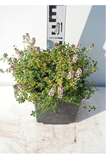 Саженец Тимьян лимонный Донна Валлей / Тимьян