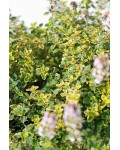 Чебрець лимонний Донна Валлей / Тим’ян | Thymus citriodorus Doone Valley | Тимьян лимонный Донна Валлей / Чабрец