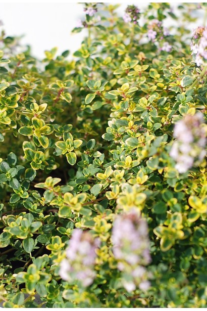 Золотистый лимонный тимьян для украшения клумбы и блюд.