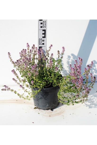 Чебрець лимонний Раста з ніжним ароматом.