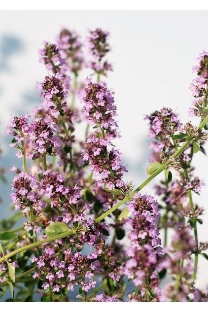 Тим’ян Rasta – універсальна трава для саду та кухні.