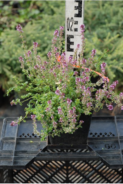 Лимонний чебрець Раста у контейнерах і клумбах.