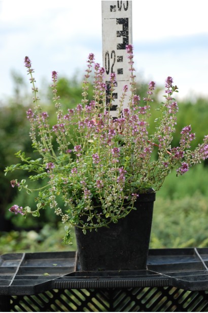 Тим’ян Rasta – декоративна трава для альпійських гірок.