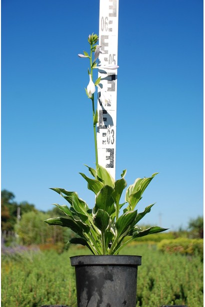 Саженец хосты Франция - для клумб и бордюров.