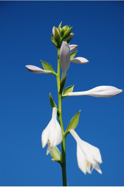 Хоста гибридная Франция - Цветы