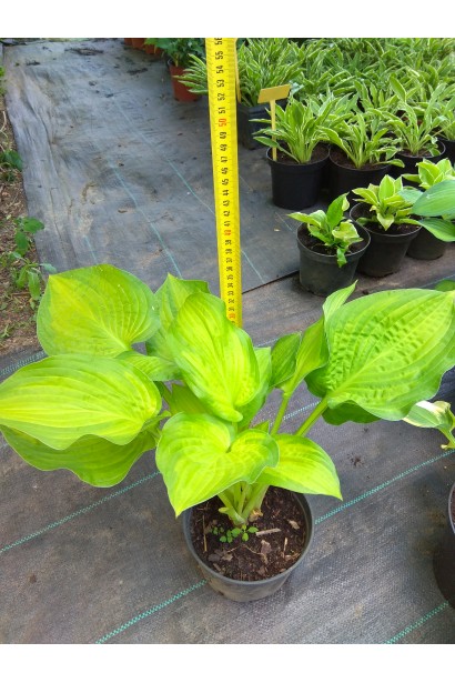 Саджанець хости Стейнд Гласс – декоративна рослина для тіні.