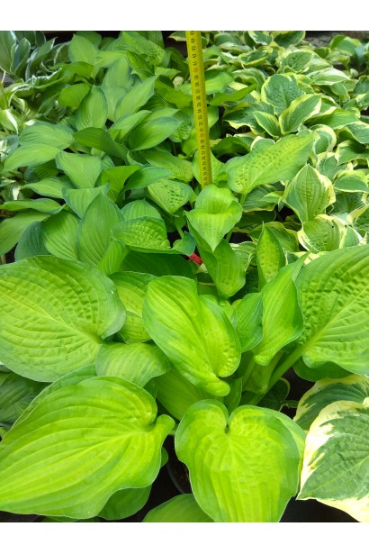 Хоста Стейнд Гласс