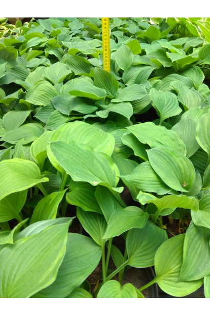 Hosta hybrida Stained Glass