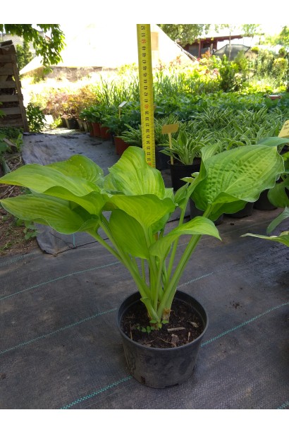 Хоста гібридна Стейнд Гласс – зелено-жовте диво для вашого саду.