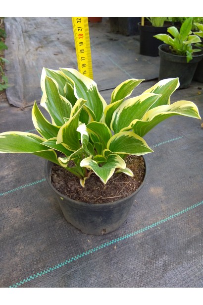 Саджанець хости Королева Жозефіна для ландшафтного дизайну.