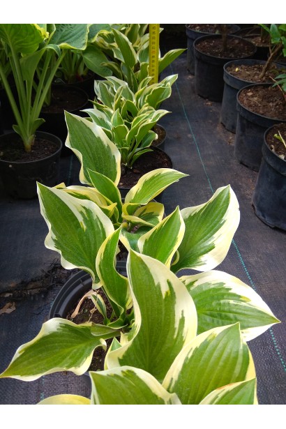Hosta hybrida Queen Josephine