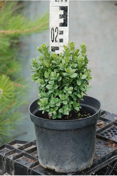 Самшит Блауер Хайнц