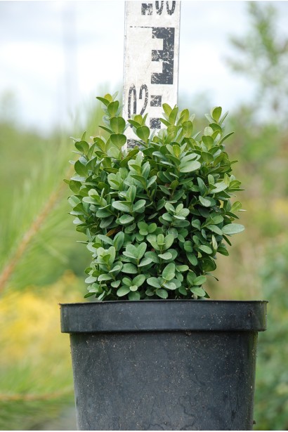 Самшит Блауер Хайнц – стійкий до стрижки кущ