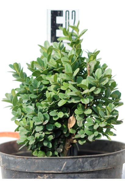 Самшит Блауер Хайнц – 3л/вис.20-25см/Ø10-15см