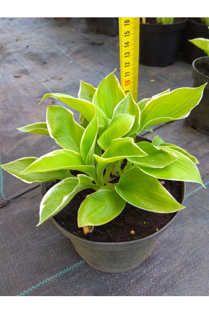 Саджанець хости Кантрі Маус – чудовий вибір для альпінарію.