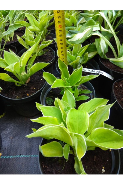 Хоста Кантрі Маус – мініатюрний акцент для саду й ландшафту.