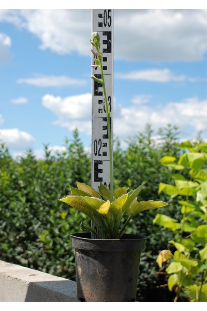 Саджанець хости Кантрі Маус для декоративного ландшафту.