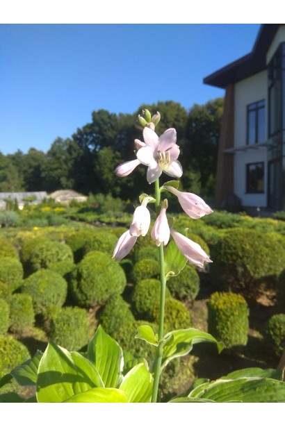 Хоста гібридна Кантрі Маус