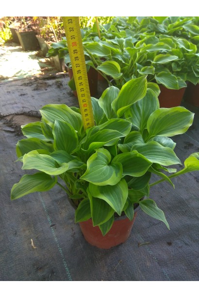 Хоста Голден Тіара