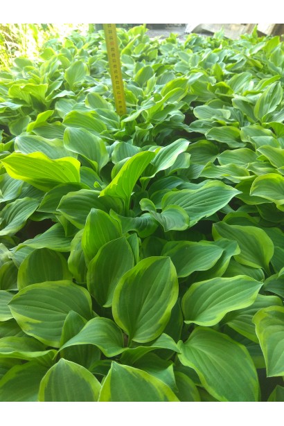 Hosta hybrida Golden Tiara