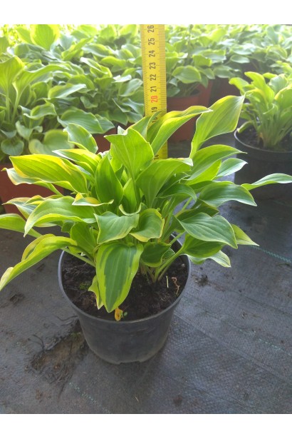 Хоста гібридна Голден Тіара – кущ для садового дизайну.