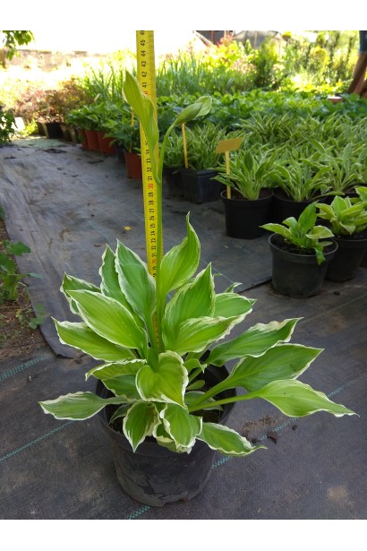 Хоста хвиляста Альбомаргіната