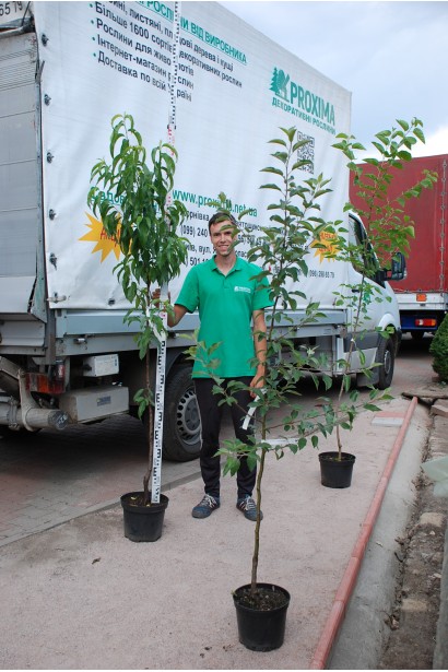 Абрикос Красень Киева саженцы в контейнере