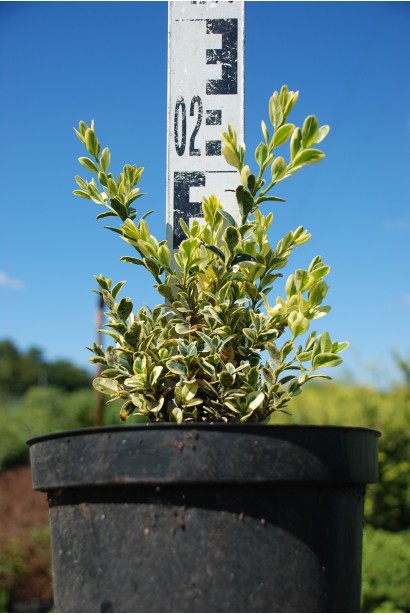 Buxus sempervirens Elegans