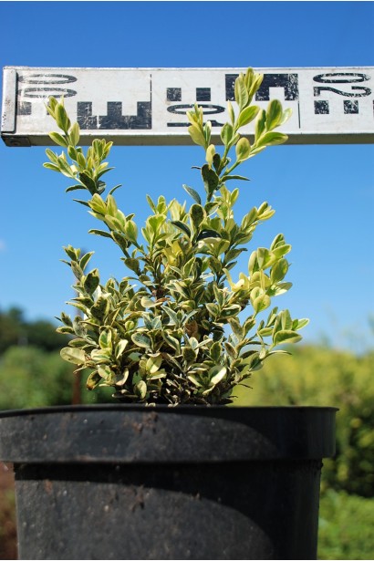 Самшит вічнозелений – сорт Елеганс