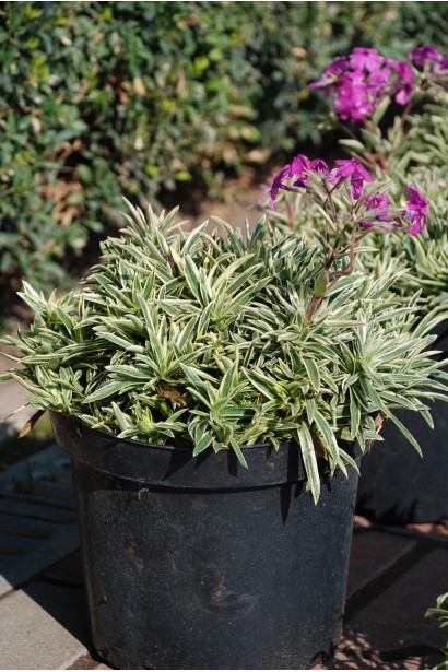 Флокс Варієгата/Variegata