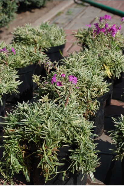 Саджанці Флокс лежачий Варієгата в садовому центрі