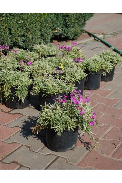 Саджанці Флокс лежачий Варієгата