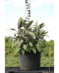 Шавлія лікарська Пурпуресценс | Salvia officinalis Purpurascens | Шалфей лекарственный Пурпуресценс