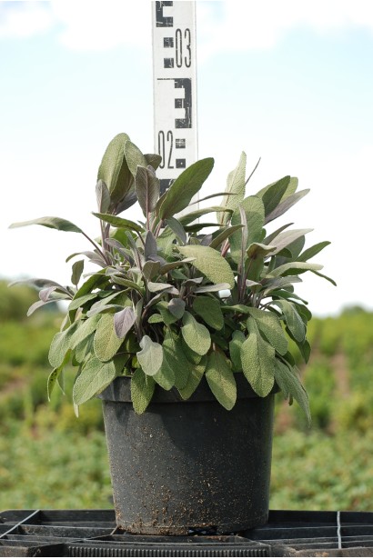 Куст шалфея Пурпуресценс - 3л/20см/Ø20см