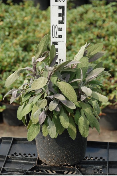 Куст шалфея Пурпуресценс - 3л/20см/Ø20см