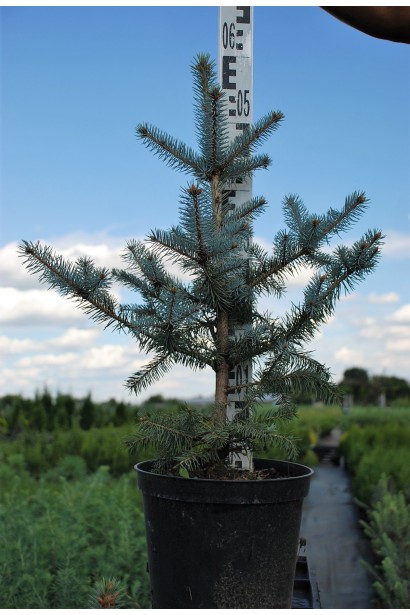 Ялина колюча Блю Даймонд контейнер 5 л 50-60 см