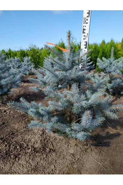 Ялина колюча Блю Даймонд в полі 60-80 см