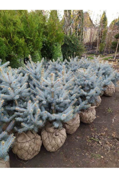 Ялина колюча Блю Даймонд з комом в мішковині