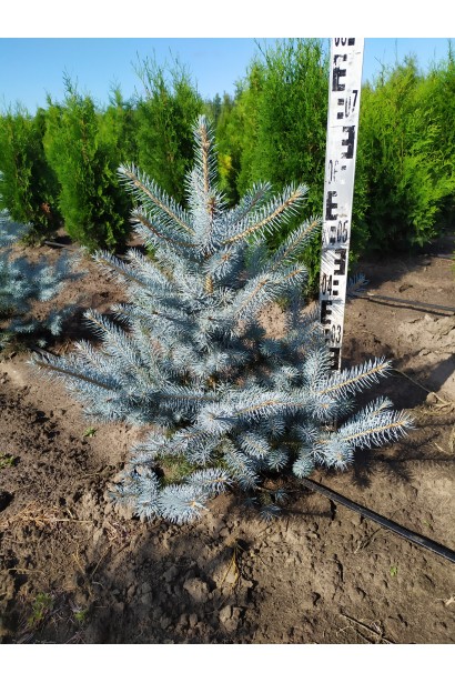 Ялина блакитна Блю Даймонд в розсаднику