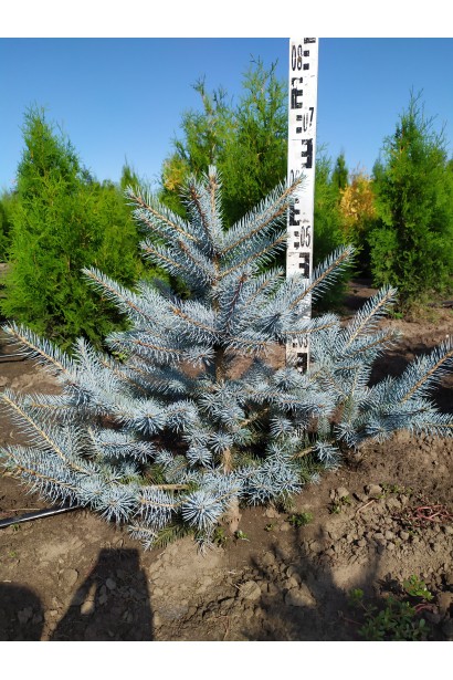 Жива новорічна ялинка Блю Даймонд