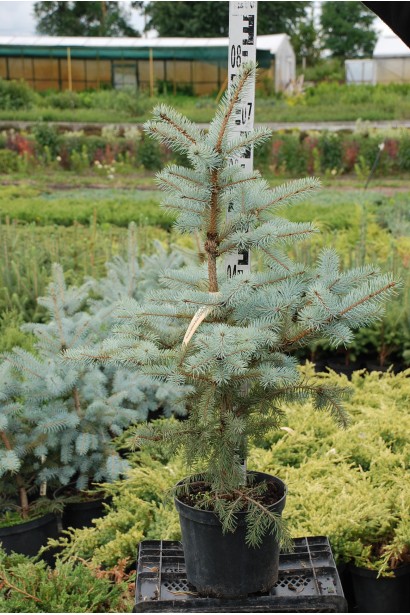 Ялина Блю Даймонд саджанець 60-80 см