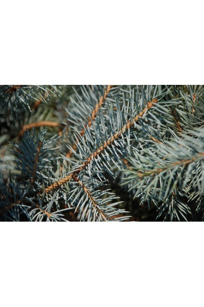 Ялина Блю Даймонд хвоя
