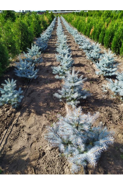 Ялина Блю Даймонд саджанці в полі