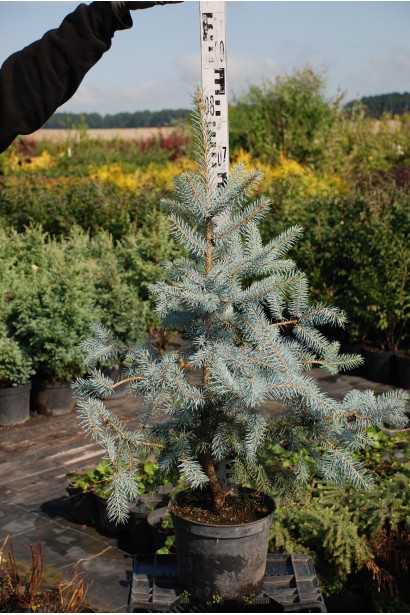 Ялина Блю Даймонд контейнер 70-80 см