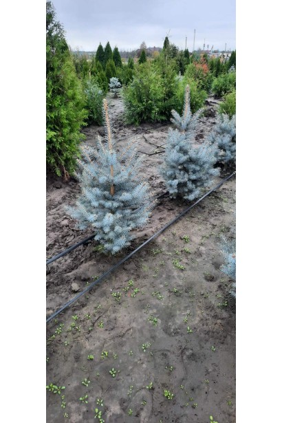 Picea pungens Blue Diamant