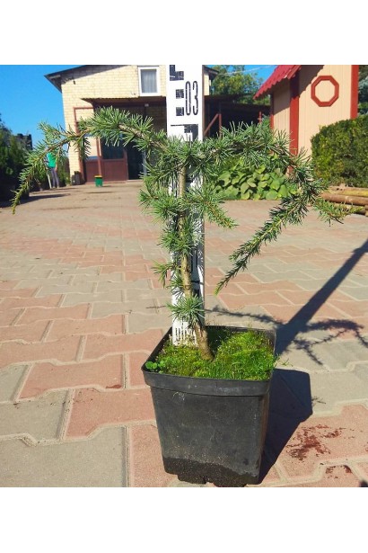 Кедр Глаука Пендула саженец Р9 высота 20-30 см