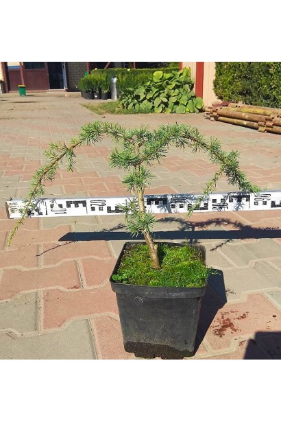 Кедр Глаука Пендула в контейнере 0,5л диаметр 50-60 см