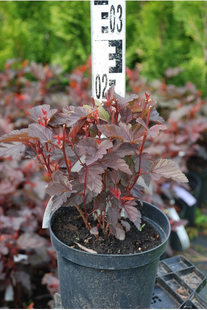 Physocarpus opulifolius Little Angel